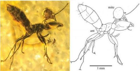 ~50 million year old fossil of mite attached to an ant's head - preserved in amber