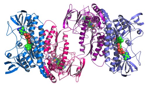 Example of a Protein