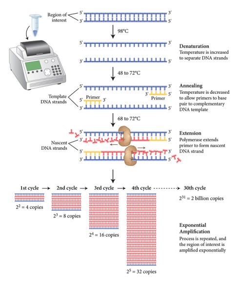 Polymerase Chain Reaction (from www.neb.com)