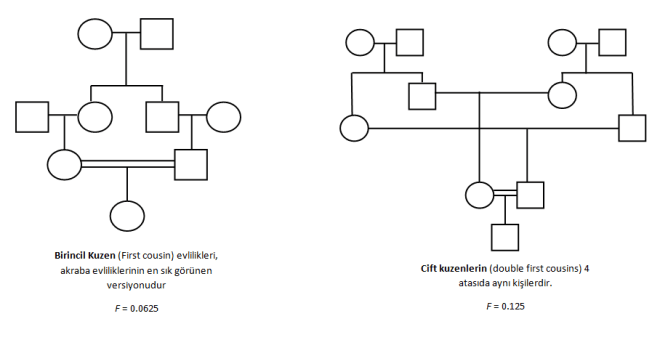 Akraba evliliği çeşitleri