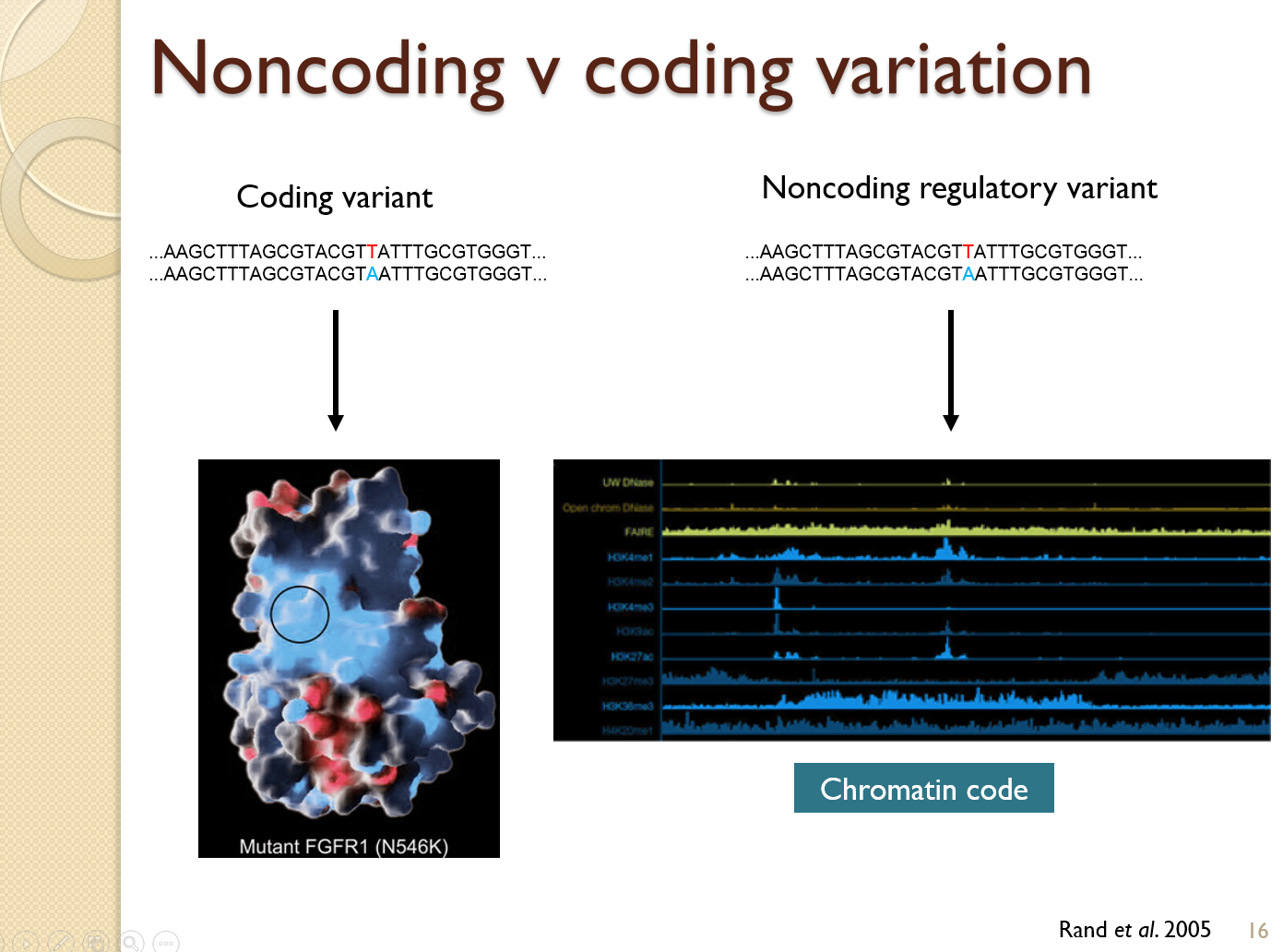 DeepSEA_princeton_zhou_variant_effect_predictor_mesut_erzurumluoglu