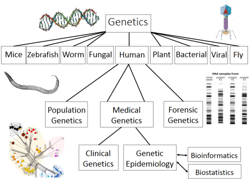Genetic_epidemiology_genetics_mesut_erzurumluoglu
