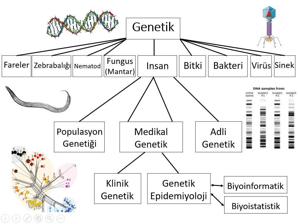 Genetik_epidemiyoloji_alani_mesut_erzurumluoglu