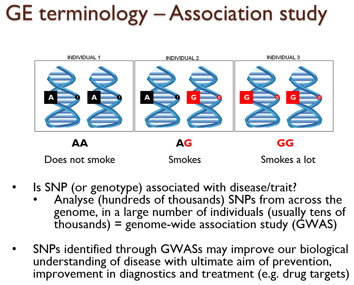 genetic_epidemiology_smoking_association_mesut_Erzurumluoglu